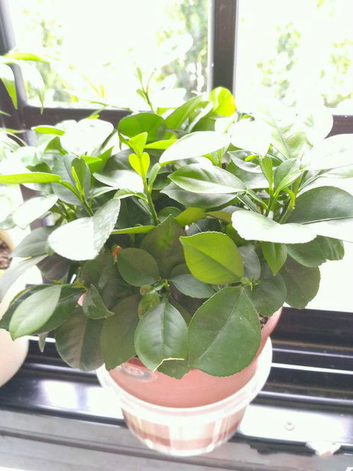这是什么植物？老司机教你一招