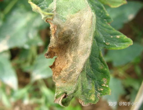 症状上的大不同