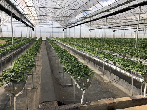 蘑菇种植技术大全：一亩大棚投资预算速览