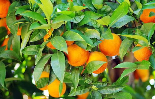 橘树在南方的生长之谜