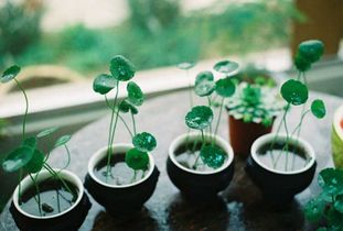 第六步：浇透水