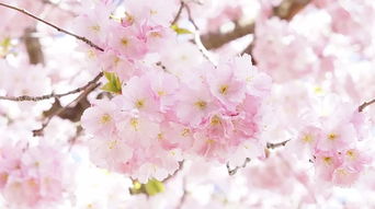 粉嫩花朵的浪漫之旅