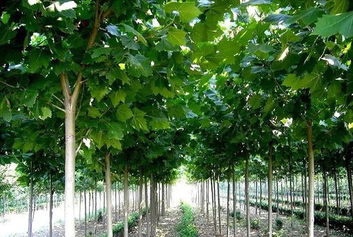 生态景观树：绿色环保， 前景广阔