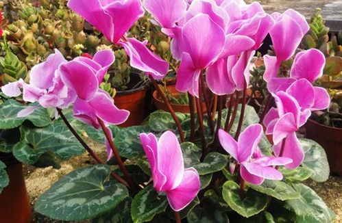 萝卜海棠喜阳，蔫了快晒晒！养花秘籍，快速恢复！