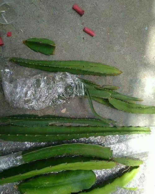 玉簪花无根，如何种植才能生根发芽