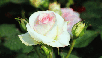 保定市月季花作为市花，它的品种有哪些特色和养护方法呢