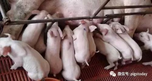母猪产仔数少怎么办？有哪些科学方法Neng提高产仔量？