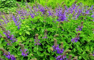 播种时间：春季三月到四月