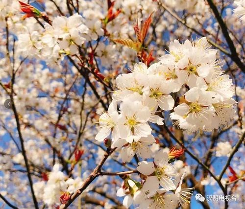 惊蛰时节，南阳春色满园