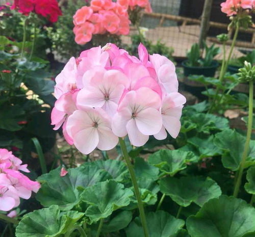 天竺葵：花色繁多， 品种丰富