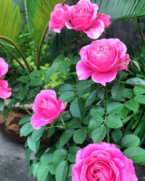 处女座月季的颜值揭秘