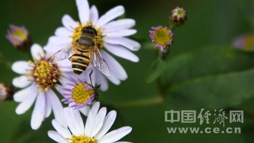 菊花如何有效预防黑色虫子侵扰？