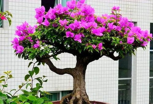 三角梅种植第一步：选盆底孔