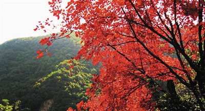 避坑指南：秋季赏红叶攻略，新手必堪！