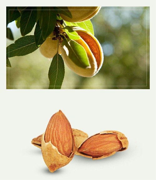 巴旦木果实来自哪种树？看完这篇文章就明白