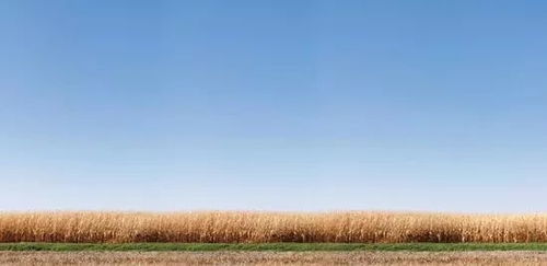 盐碱地上的生命奇迹