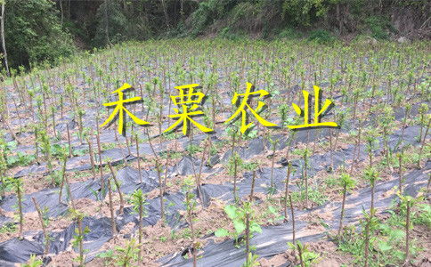 果期施肥的讲究