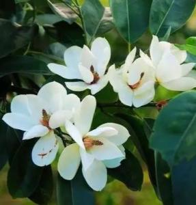 木兰科含笑属：揭秘它的家族背景