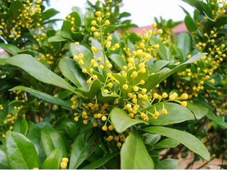 米兰什么侯剪枝？如何精准保留花型