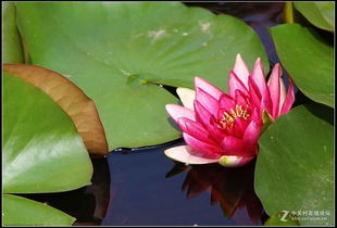 荷花除了叫莲花还有什么别名？