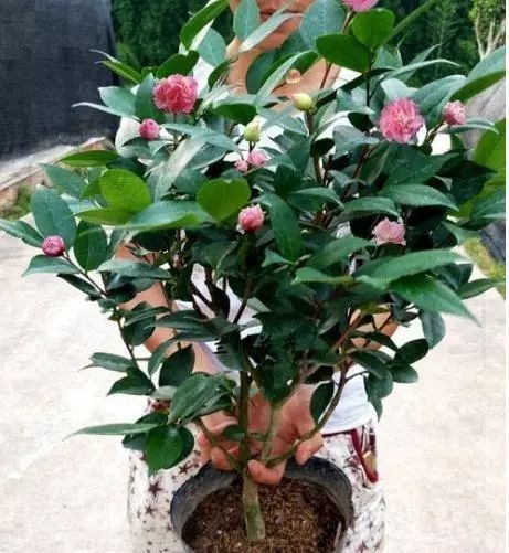 养护不当的悲剧