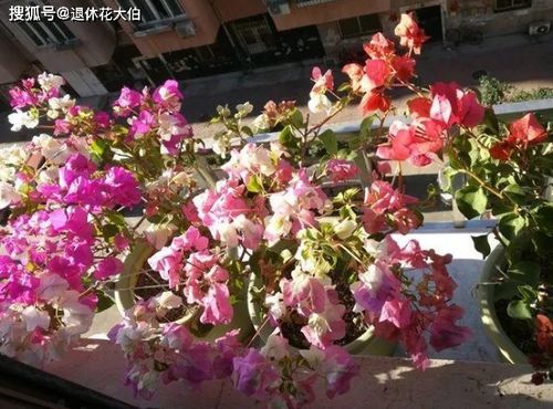 杨梅树的耐寒Neng力