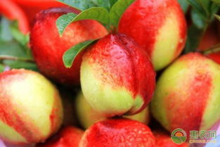 代森锰锌在油桃幼果期使用，会对果实造成伤害吗？