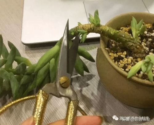 砍头多肉后如何快速生根