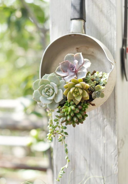 光照小秘密：阳光是它的美颜神器