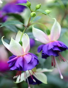 风铃花开花的时候