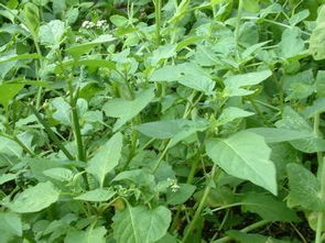 开白花的一年生草本植物，你了解多少？