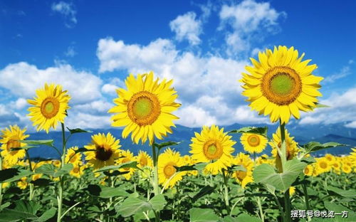 如何根据太阳花繁殖技巧，实现太阳花无籽栽培并提高其繁殖成功率