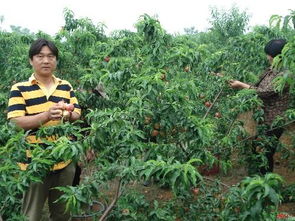 常德适合种植哪些水果？有哪些水果在常德生长条件适宜
