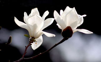 玉兰花， 绿色的风景线