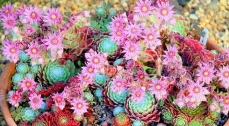 千米高山上的绿意盎然：耐寒耐旱的花草种植探秘