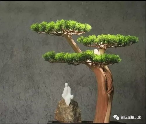 盆景根须巧妙拆分，前半嵌入“生命力”