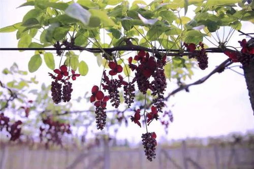 紫藤的花期和习性