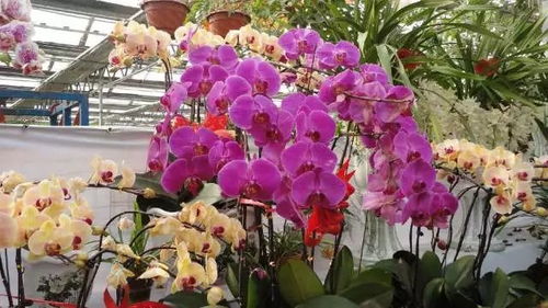 过年买花选哪种好？这几种花春节室内养合适吗