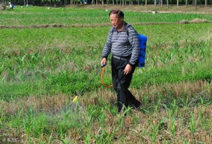 乙草胺施用后的土壤失效时间与农作物种植平安