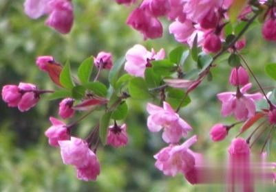 玉兰的根系分布特点