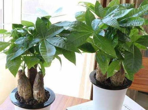 发财树：寓意吉祥， 生长旺盛