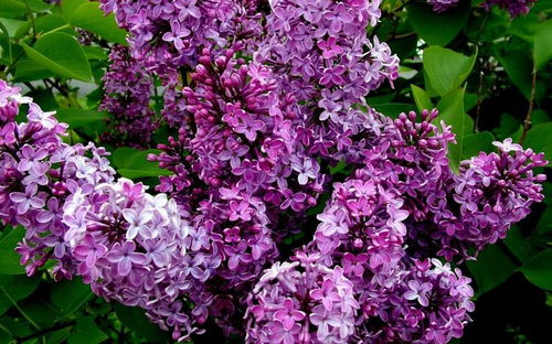 丁香花有毒吗？揭秘其安全性
