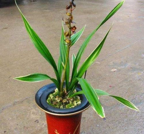 夏日养兰必看！墨兰消毒灭菌秘籍，轻松防菌护花！
