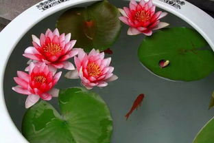 水养睡莲的小秘密：土壤和水的时间之谜