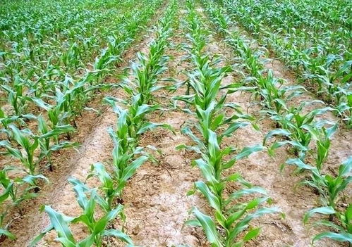 江苏春季播种首选：春玉米最佳种植时间揭秘！