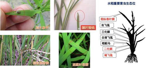 综合防控， 全面保护