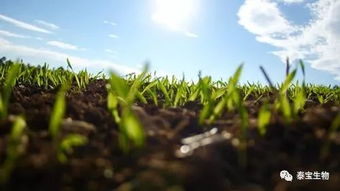 有机肥与喷施方法