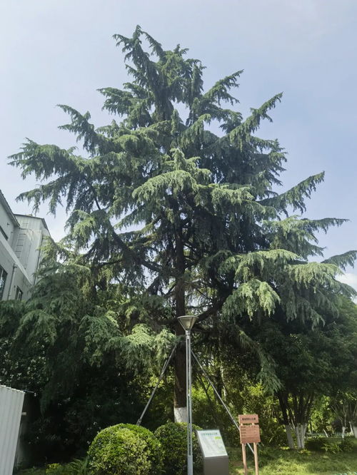 雪松的生态价值