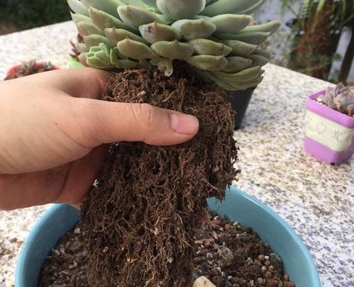 换盆：满足生长需求