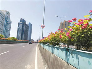 月季之美， 宁波之韵